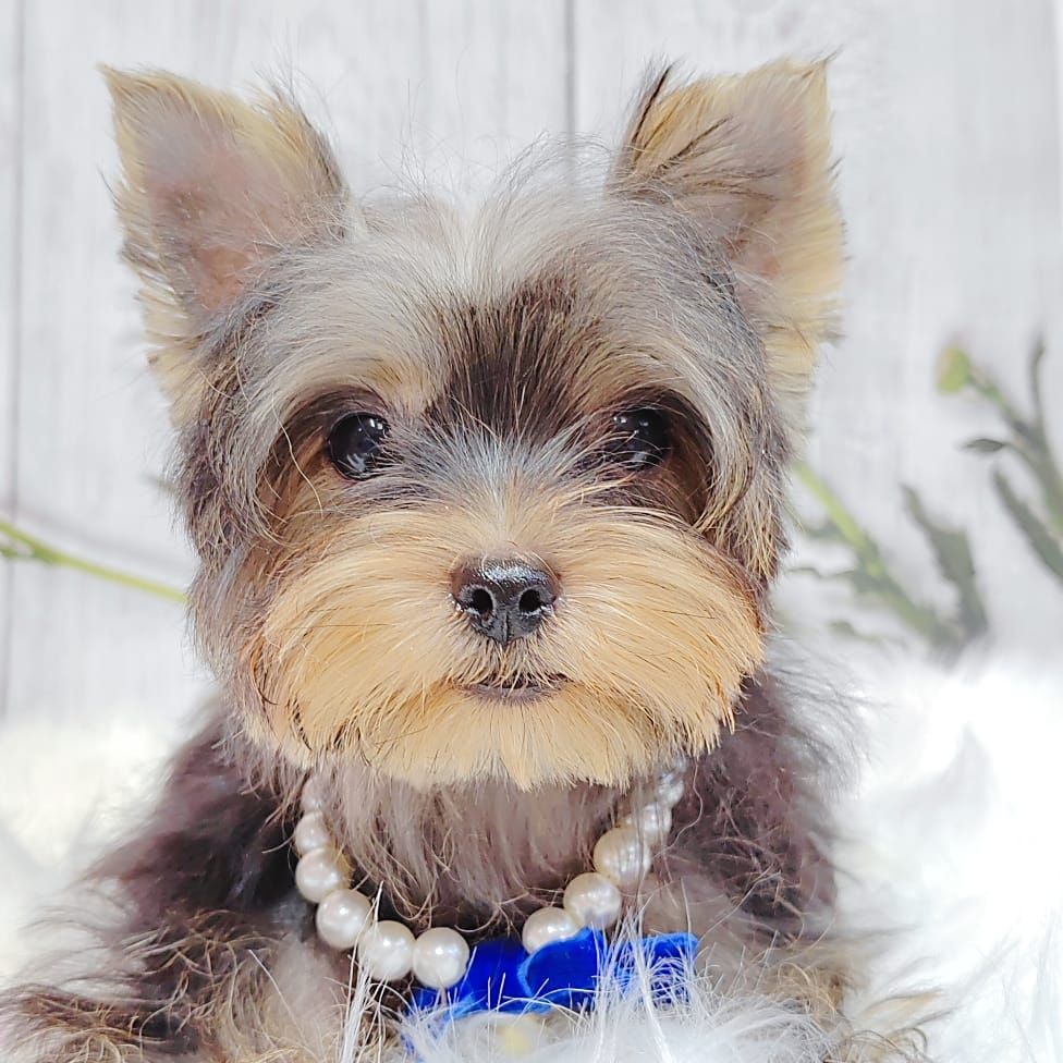 Yorkshire Terrier 约克夏