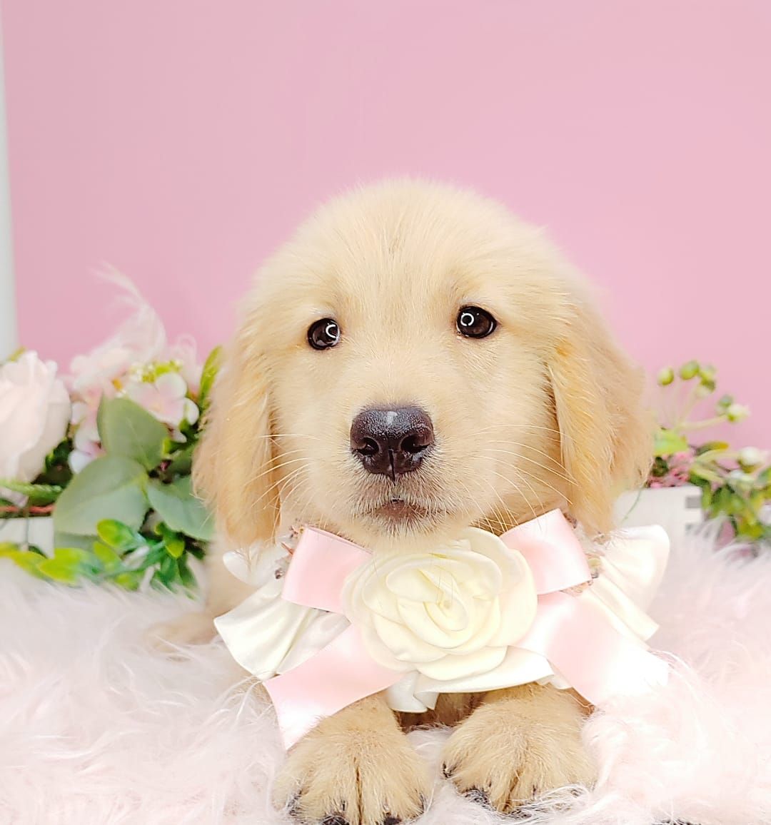 Golden Retriever 黄金猎犬