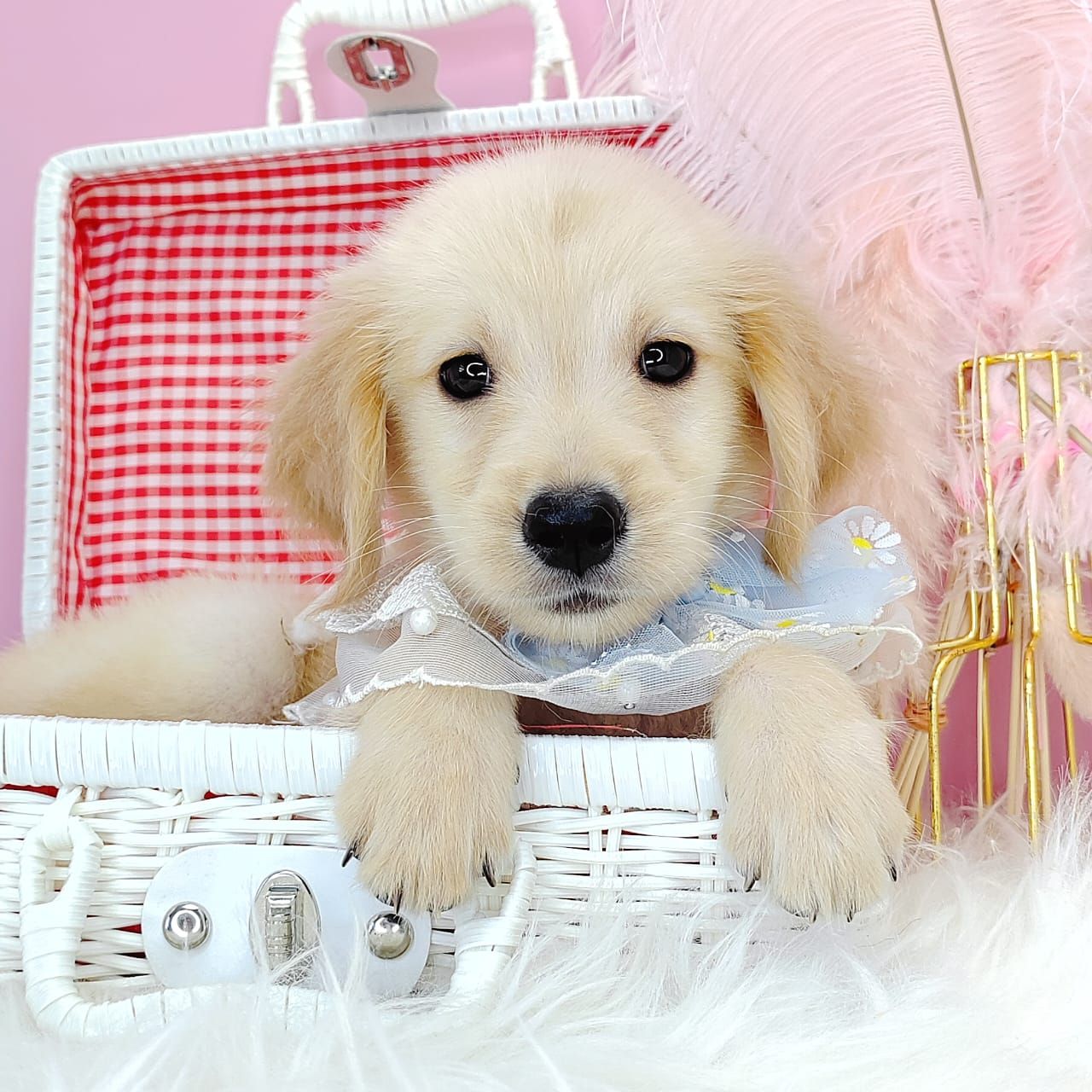 Golden Retriever 黄金猎犬