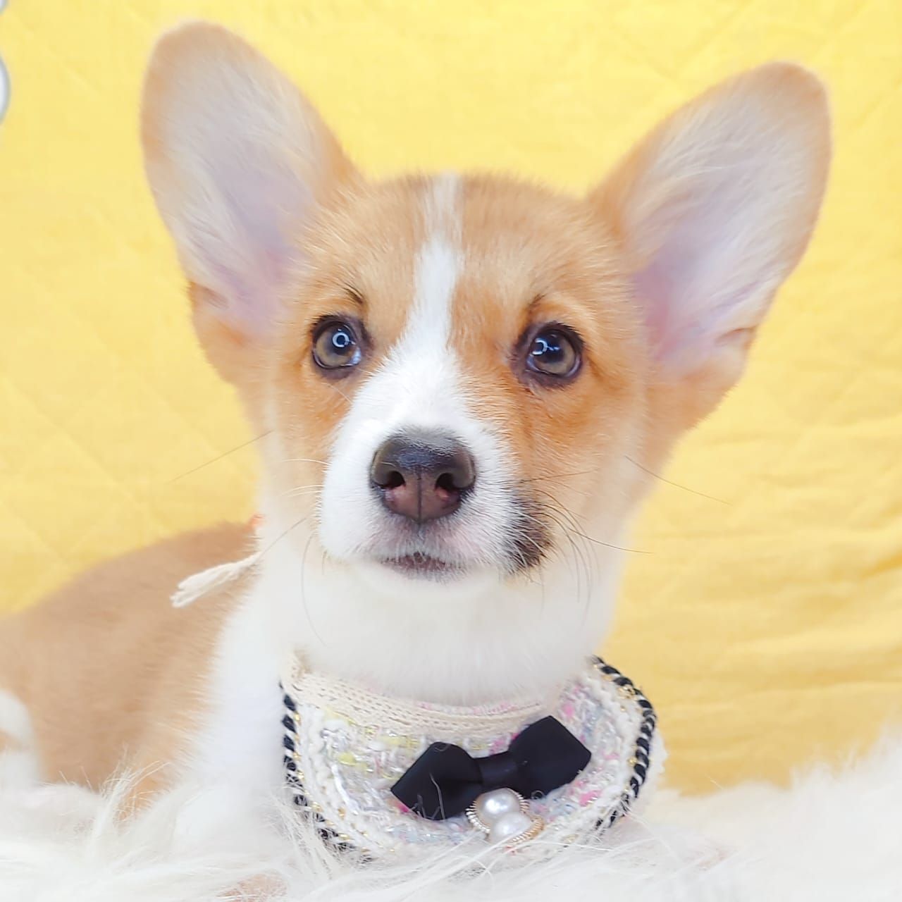 Corgi 柯基