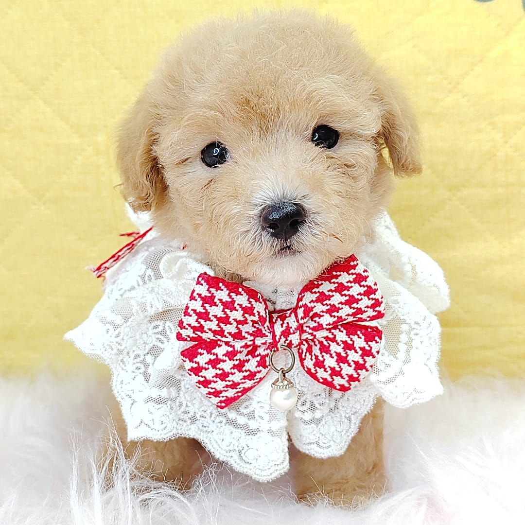 Poodle 娉拌开璐靛
