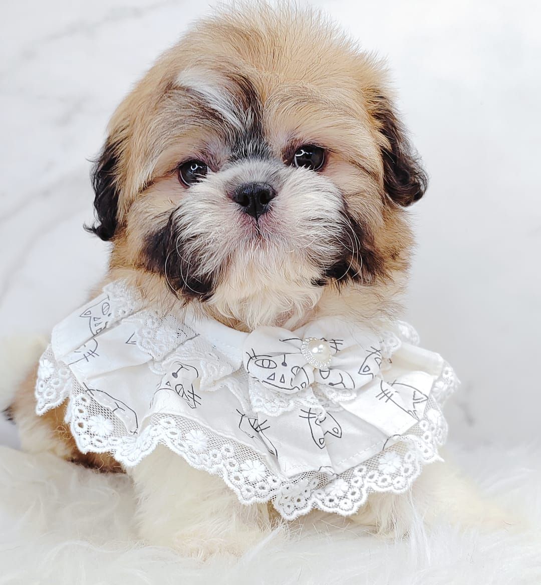 Shih Tzu 西施