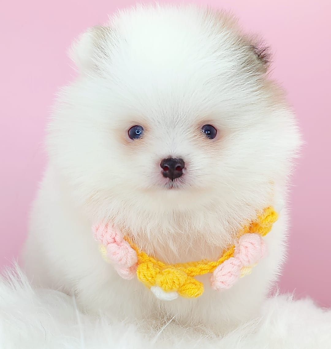 Pomeranian 博美