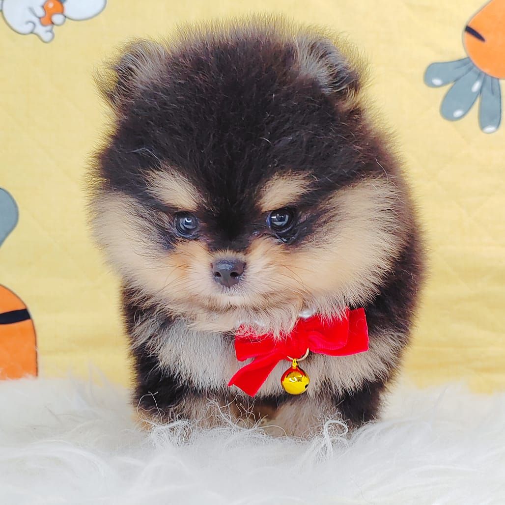 Pomeranian 博美