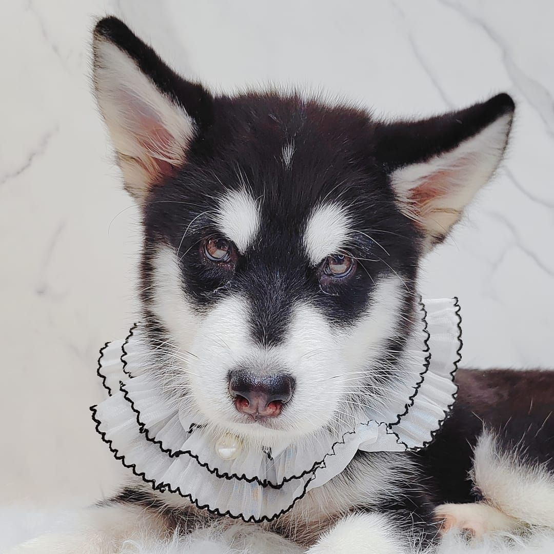Alaskan Husky 阿拉斯加哈士奇