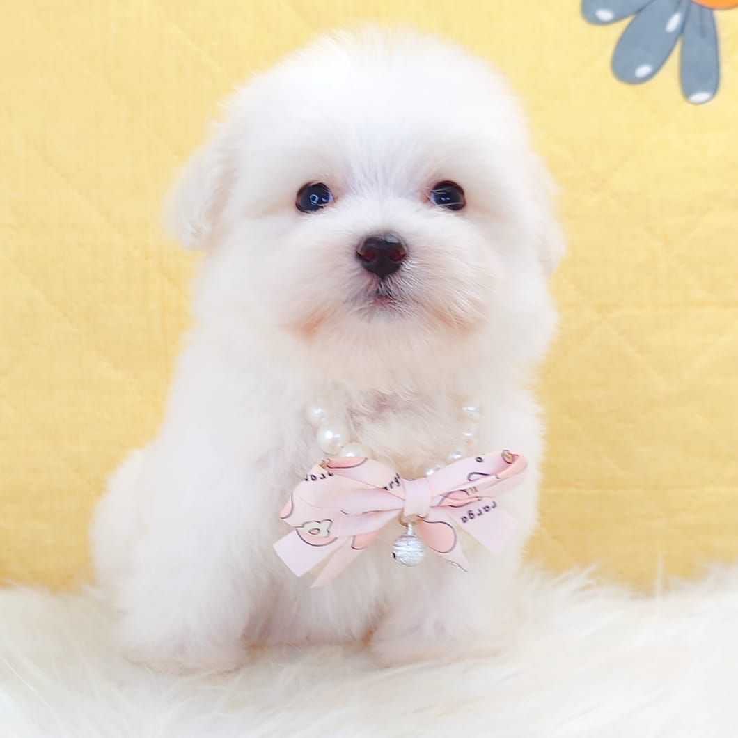 Maltipoo 马尔泰迪