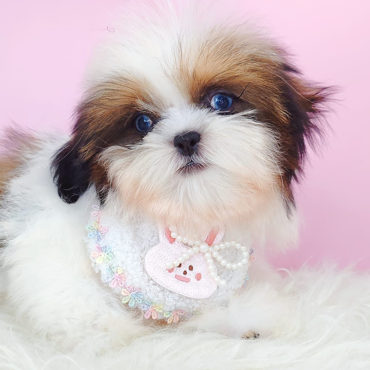 Shih Tzu 西施