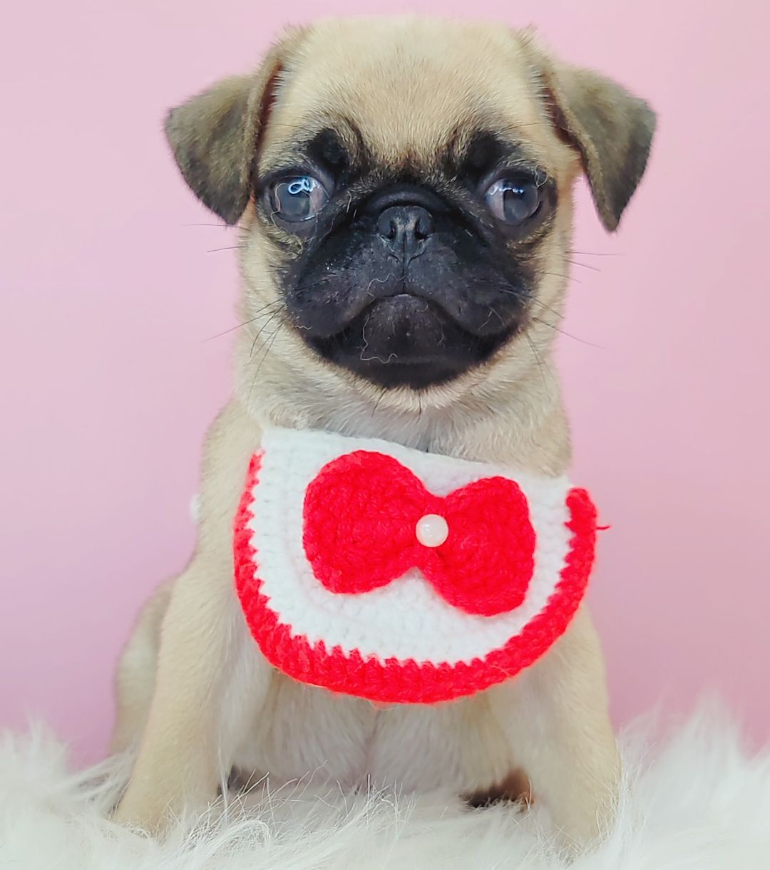 Pug 巴哥