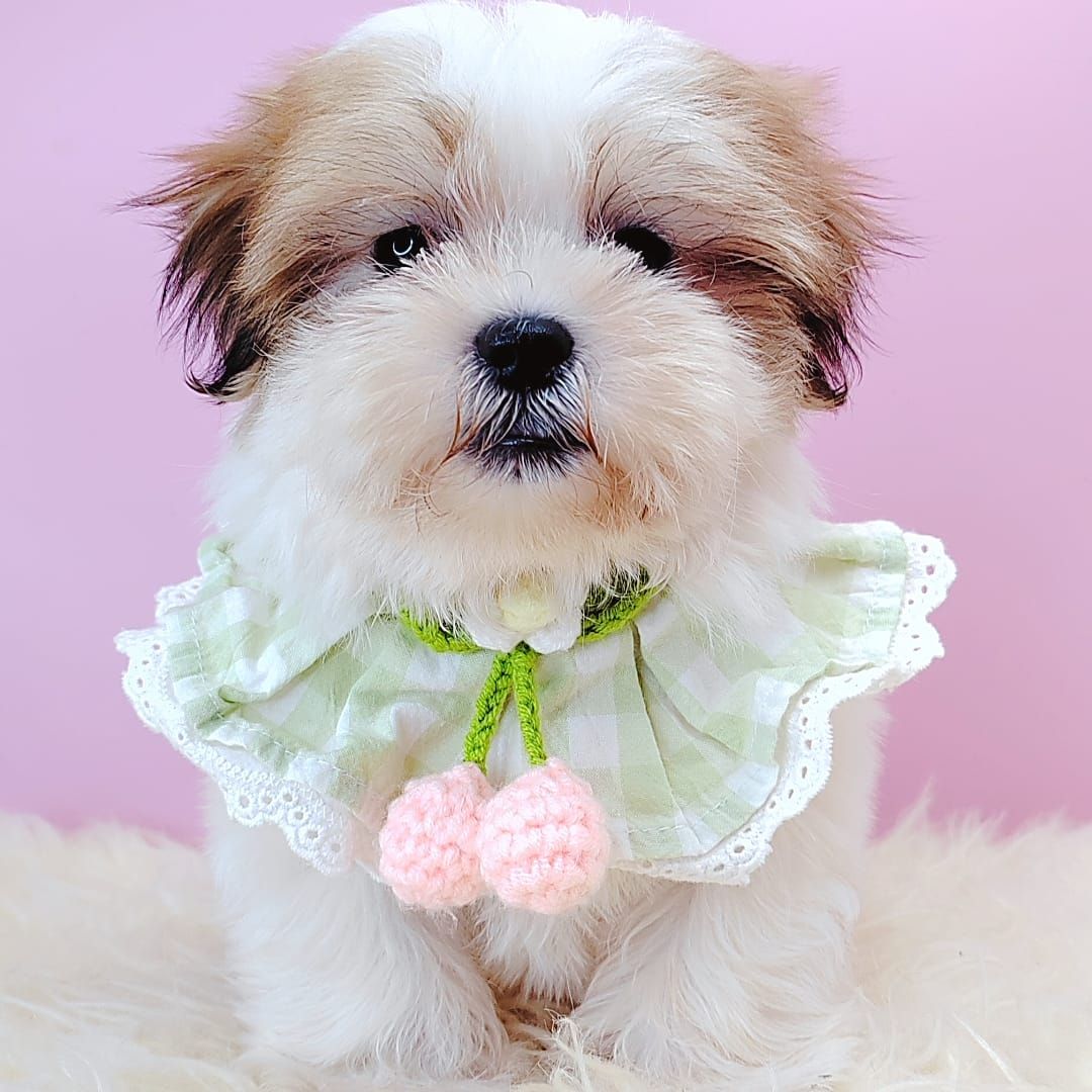 Shih Tzu 西施