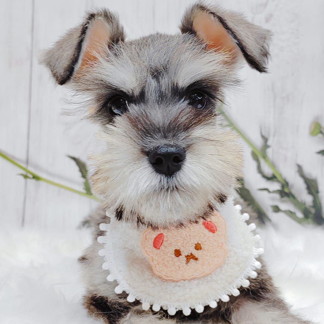 Schnauzer 雪纳瑞