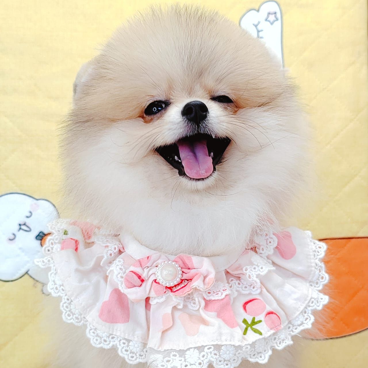 Pomeranian 博美