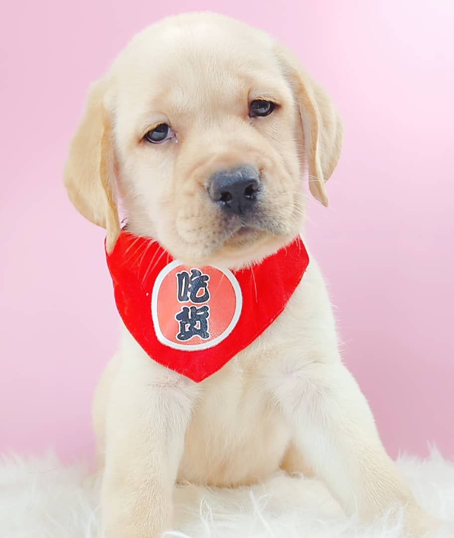 Labrador Retriever 拉布拉多