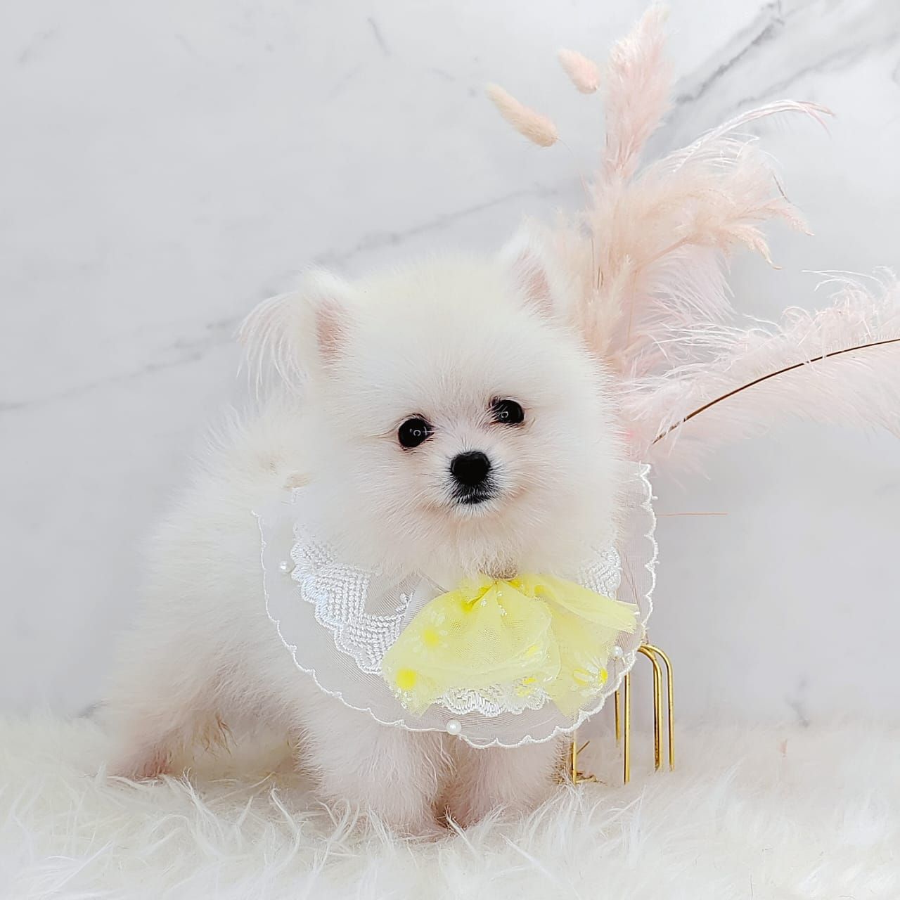 Pomeranian 博美
