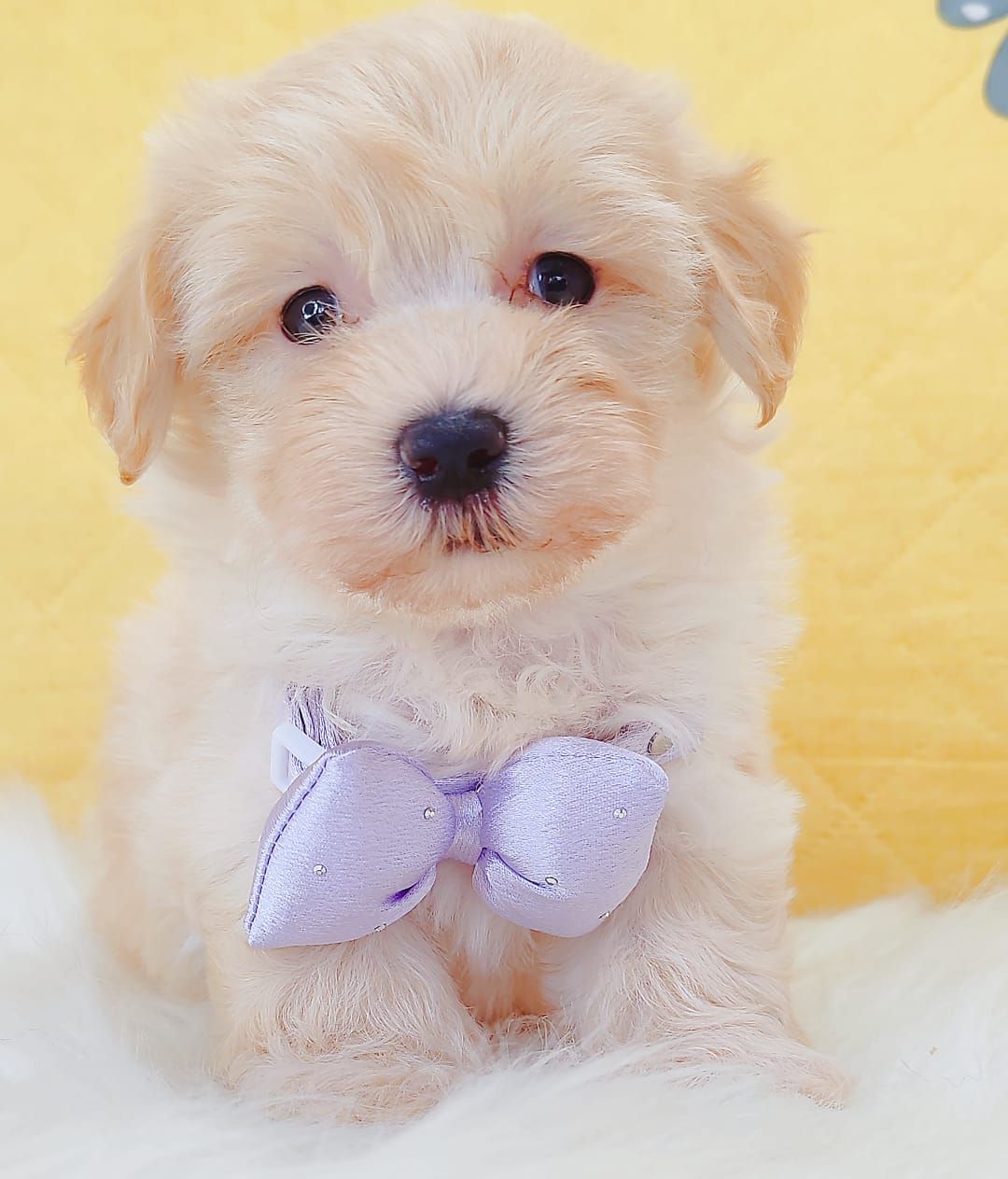 Maltipoo 马尔泰迪