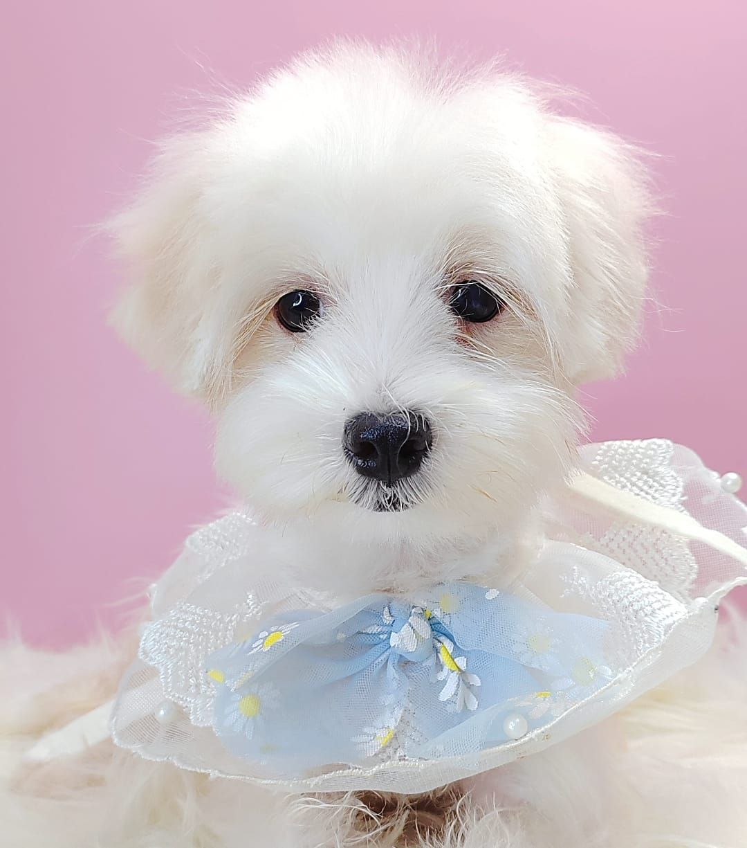 Maltese 马尔济斯