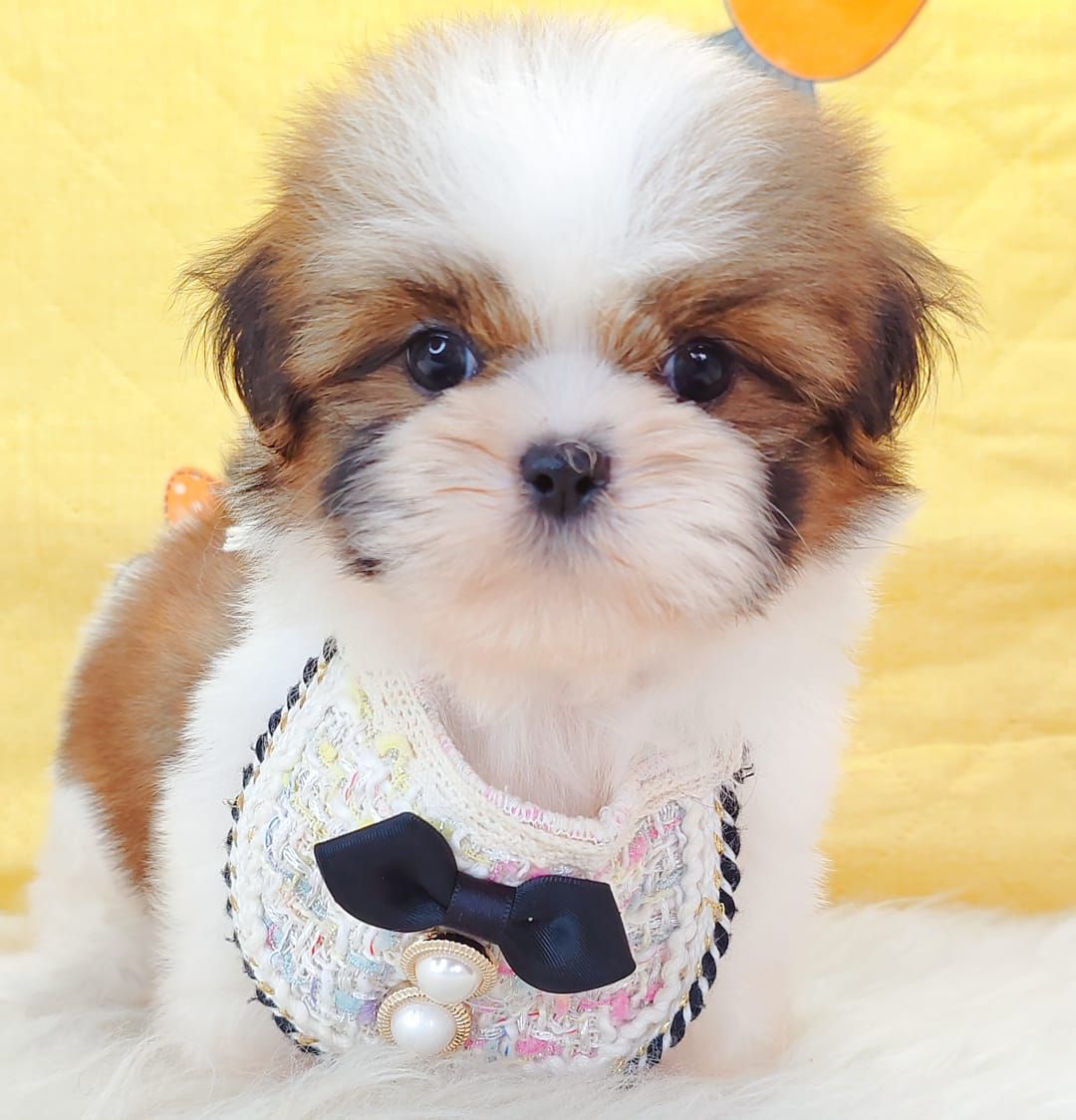 Shih Tzu 西施