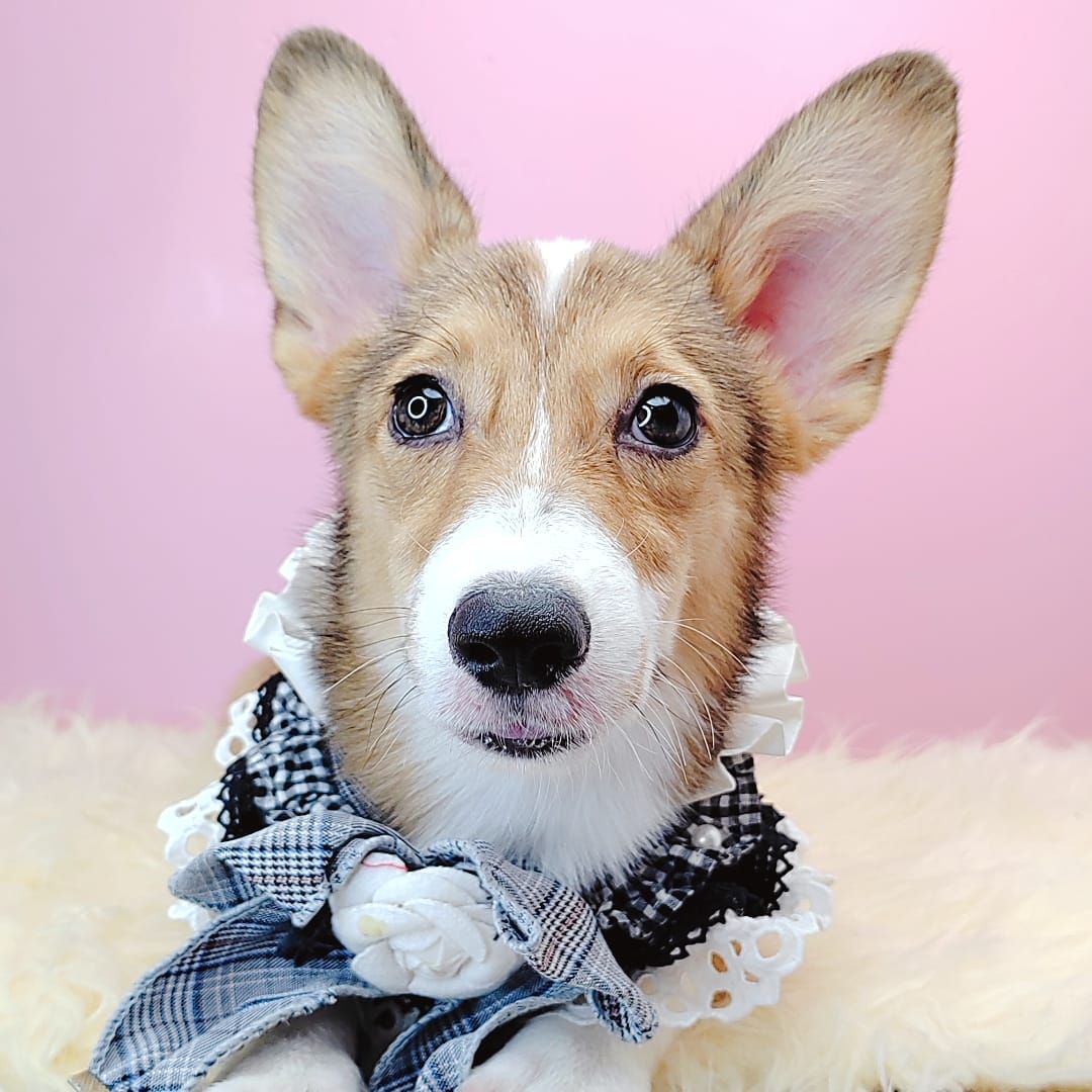 Welsh Corgi 柯基