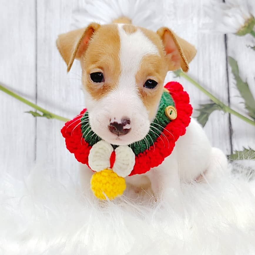 Jack Russell Terrier 杰克罗素梗