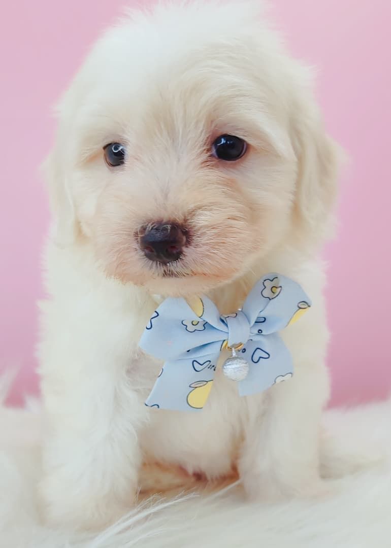 Maltipoo 马尔泰迪