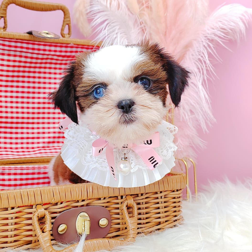Shih Tzu 西施