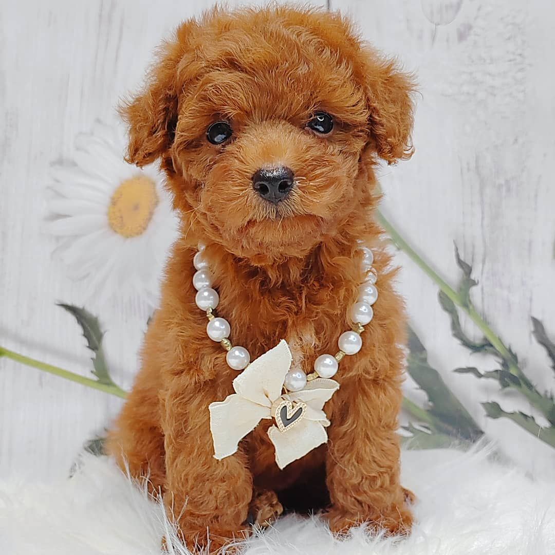 Poodle 璐靛娉拌开
