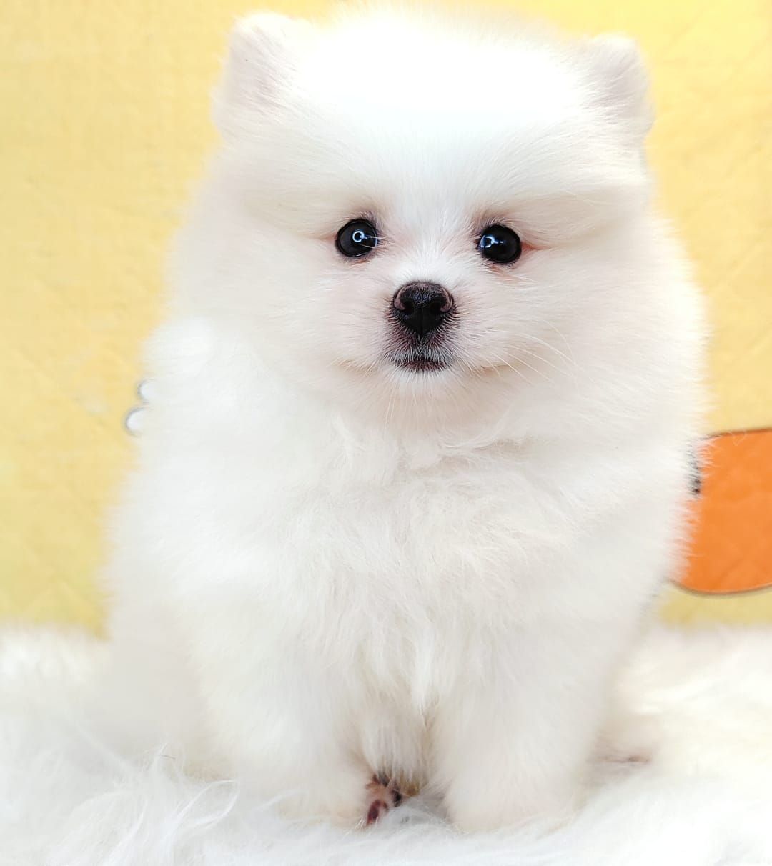 Pomeranian 博美