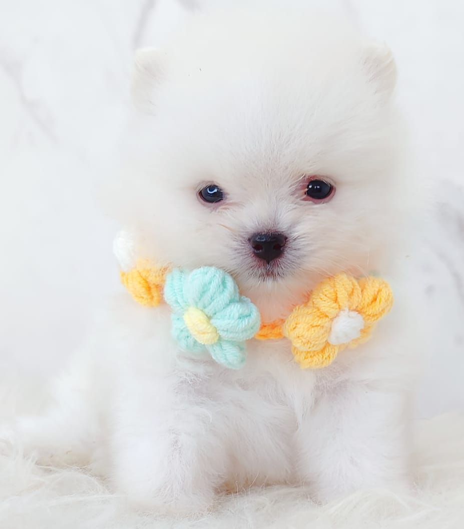 Pomeranian 博美
