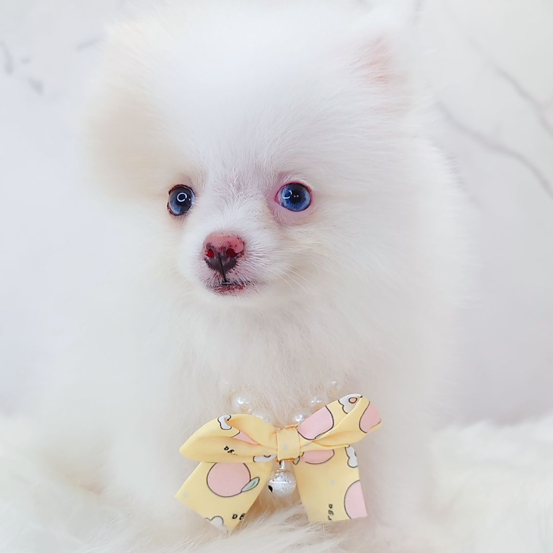 Pomeranian 博美