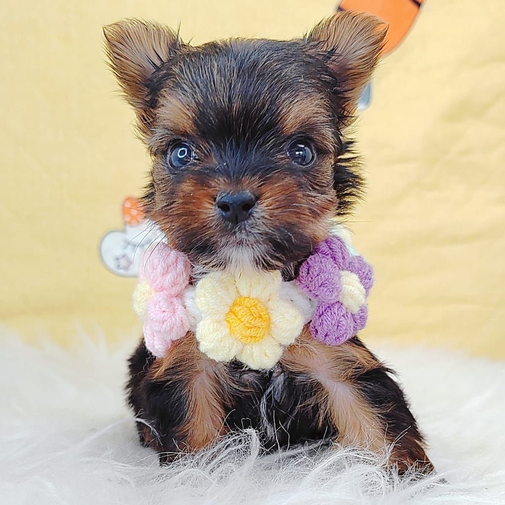 Yorkshire Terrier 约克夏