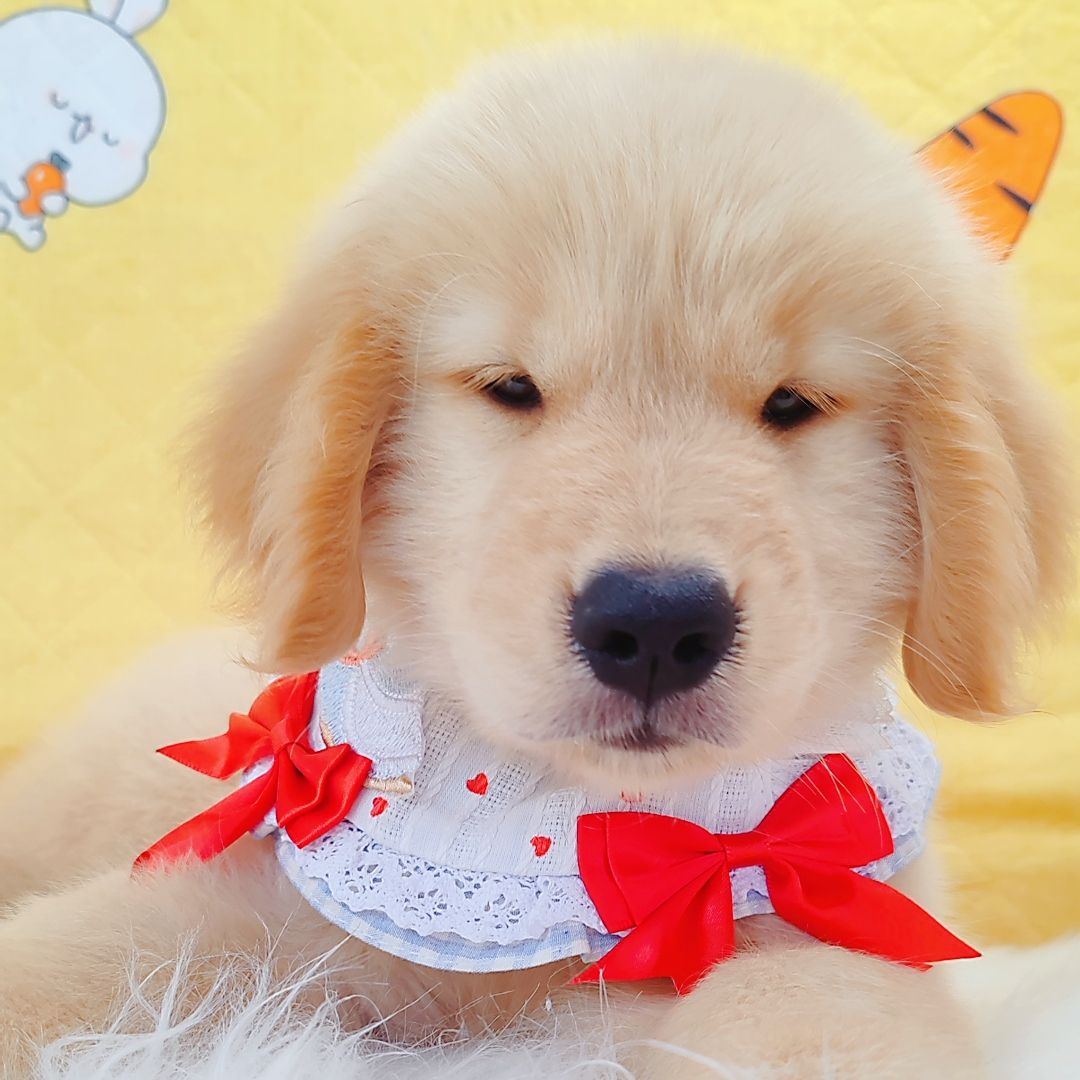 Golden Retriever 黄金猎犬