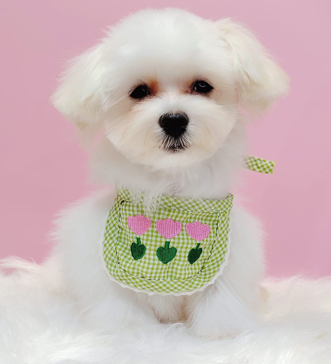 Maltese 马尔济斯