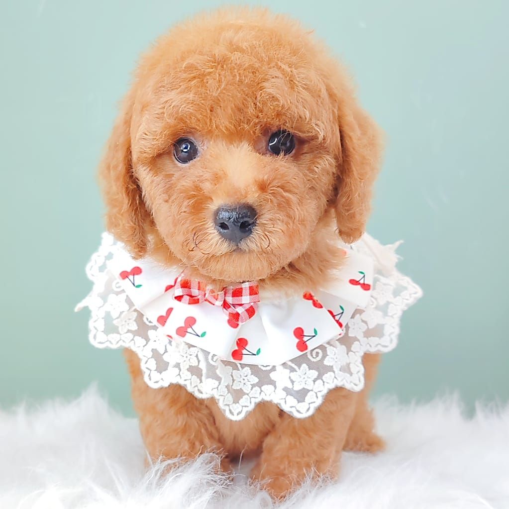 Poodle 娉拌开璐靛
