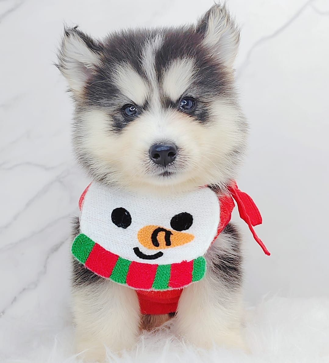 Pomsky 博士奇
