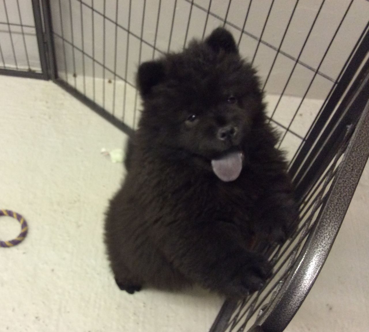 Chow Chow 松狮犬