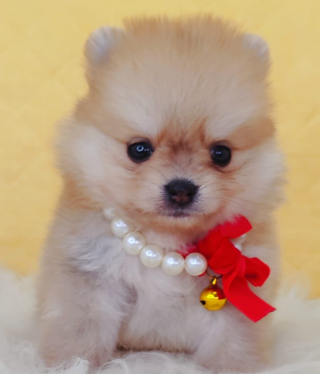 Pomeranian 博美