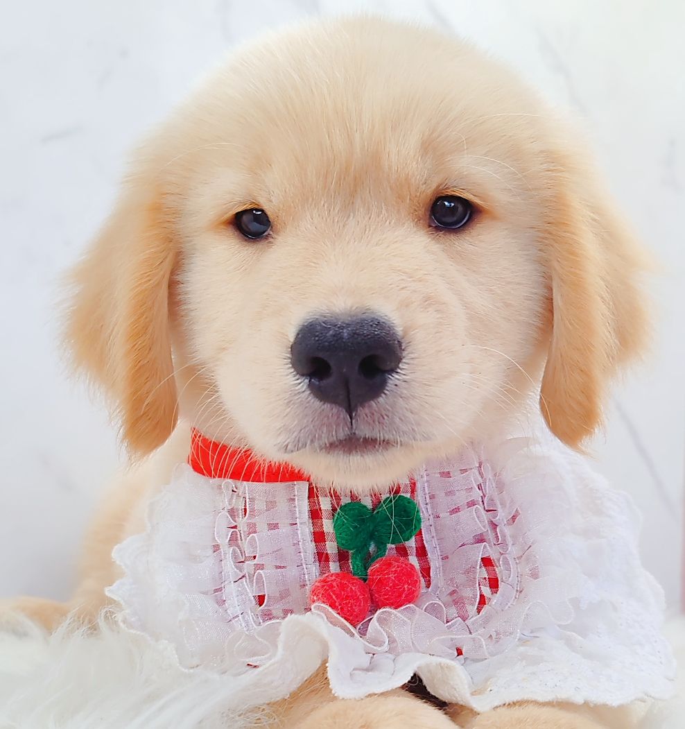 Golden Retriever 黄金猎犬