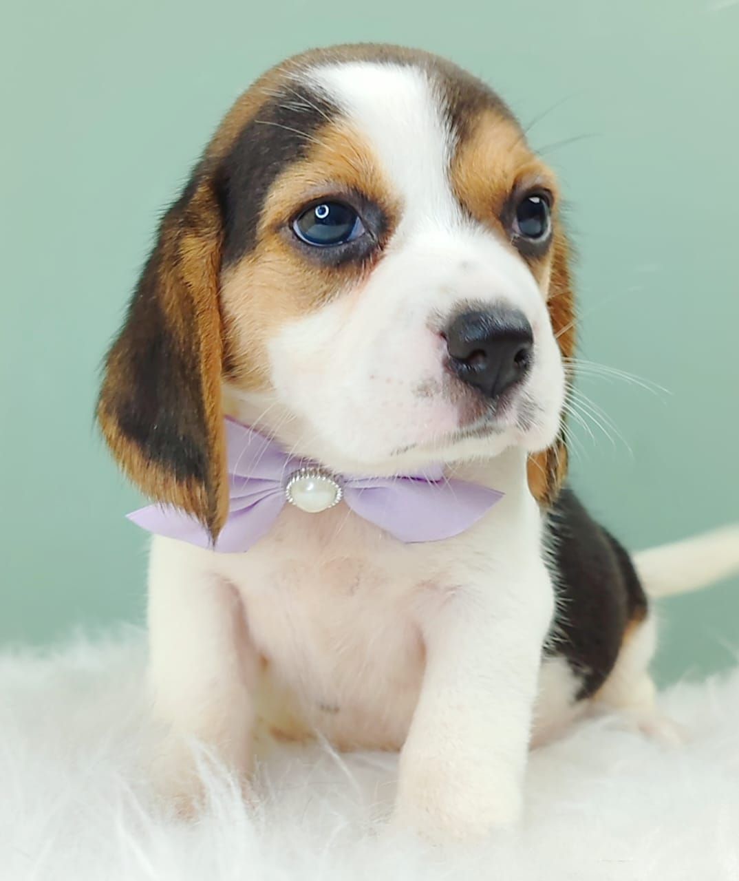 Beagle 米格鲁