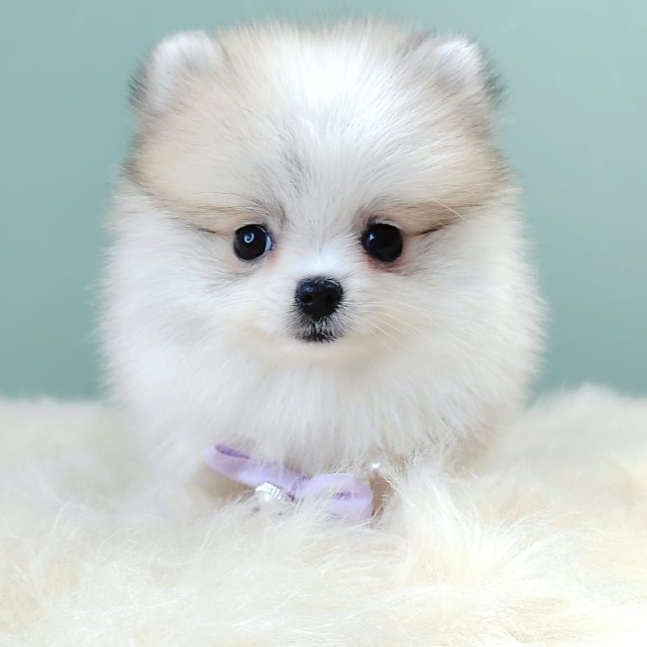 Pomeranian 博美