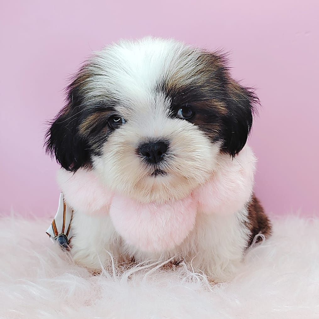 Shih Tzu 西施