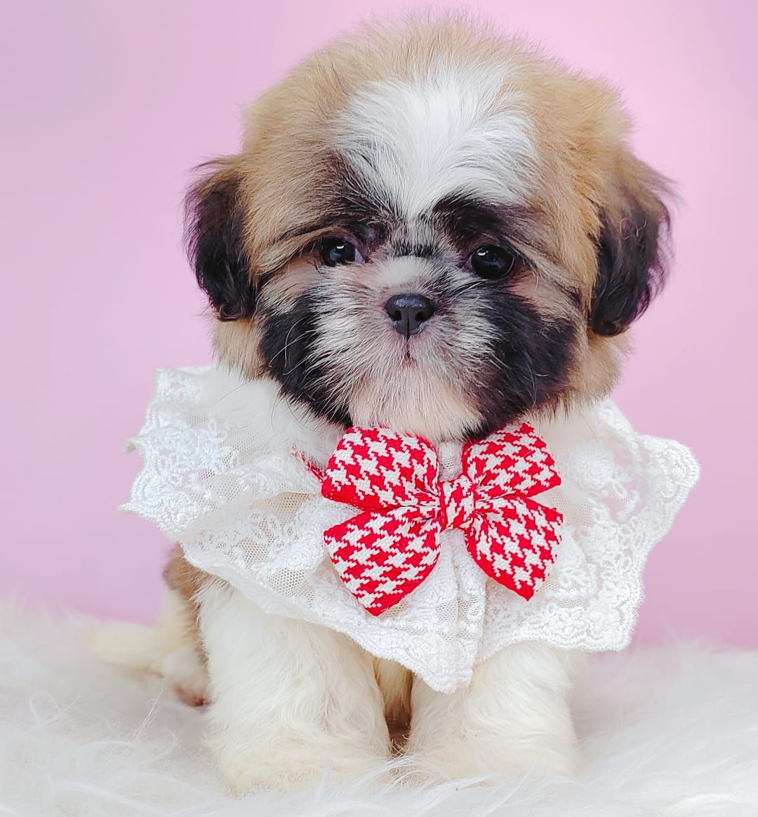 Shih Tzu 西斯