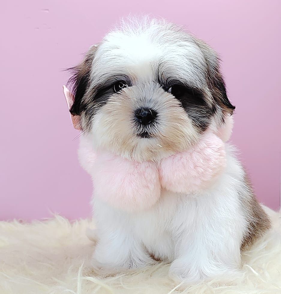 Shih Tzu 西施