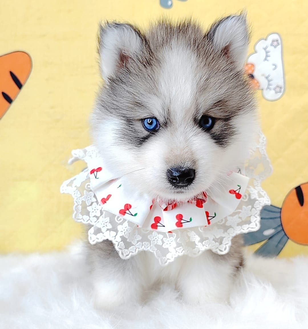 Wooly  Husky 哈士奇