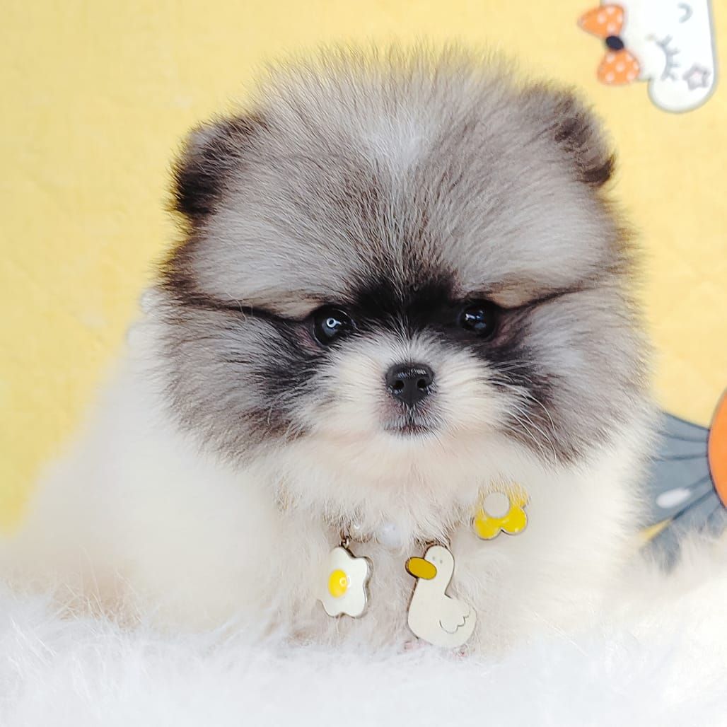 Pomeranian 博美
