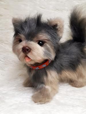 Yorkshire Terrier 约克夏