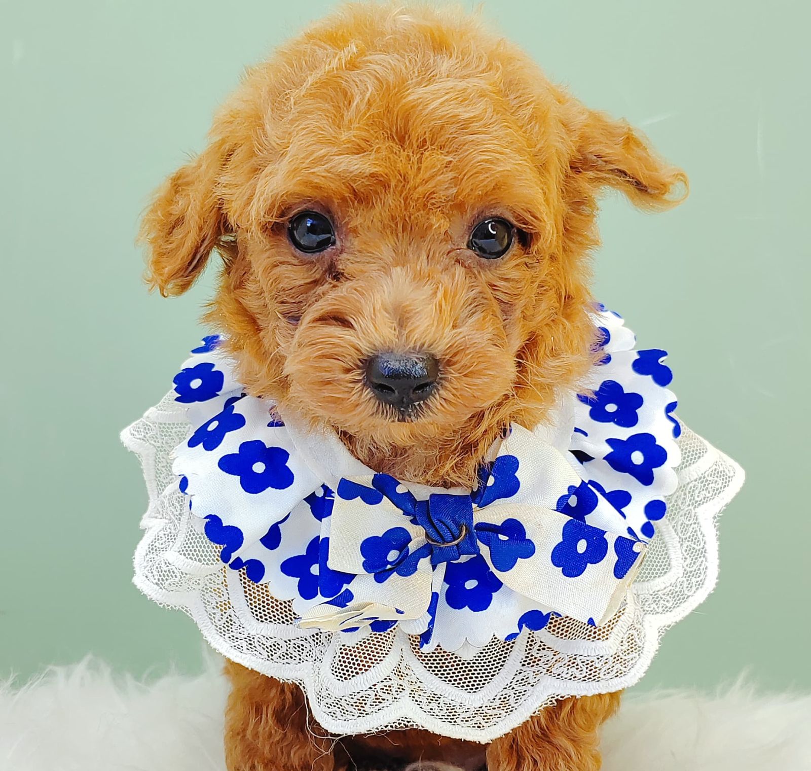 Poodle 璐靛娉拌开