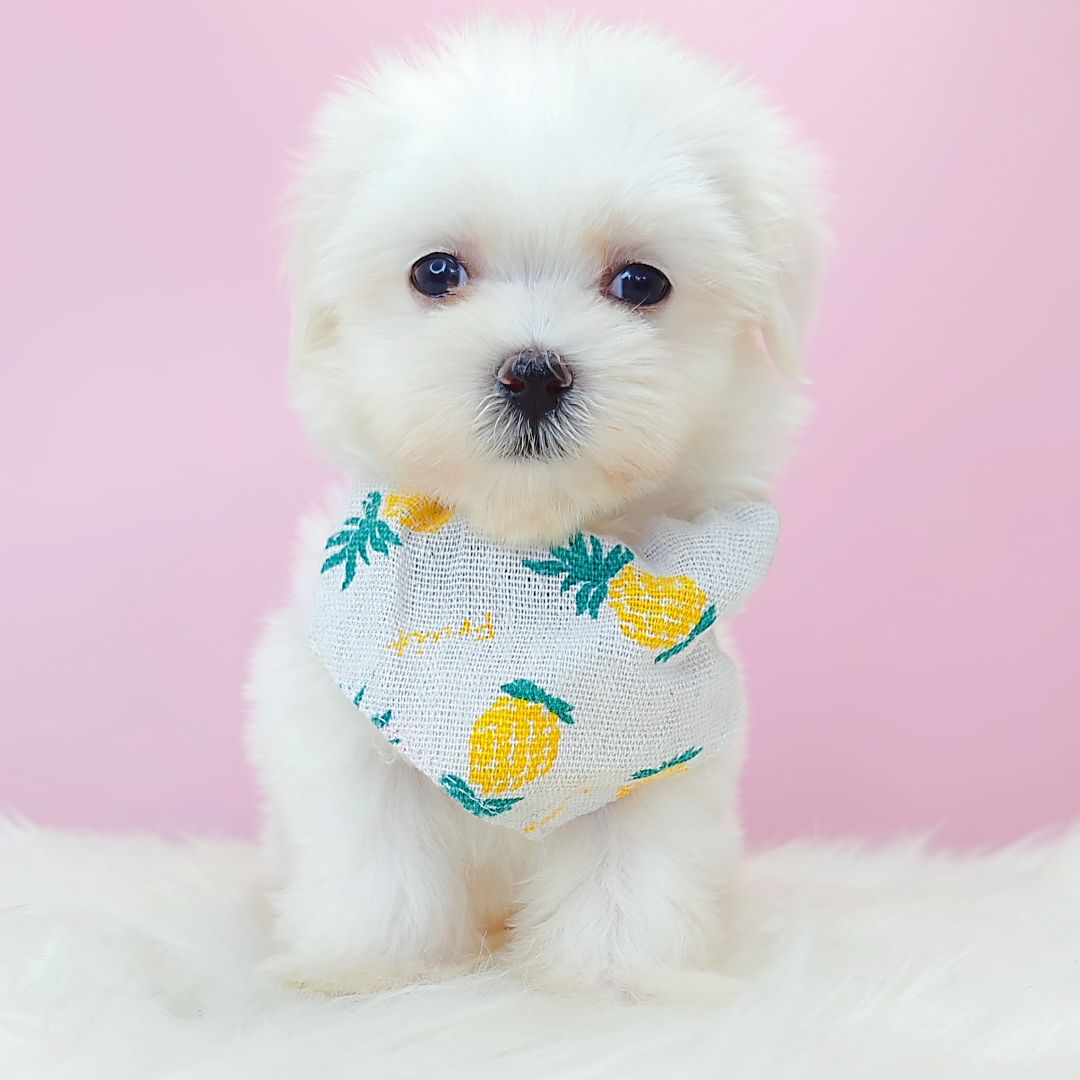 Maltese 马尔济斯