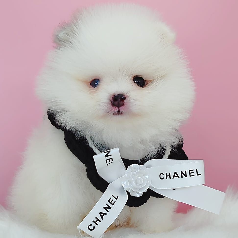 Pomeranian 博美