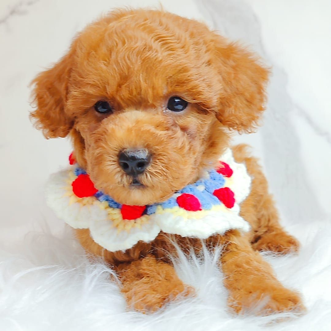 Poodle 娉拌开璐靛