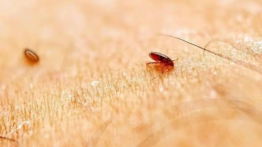 Fleas Control