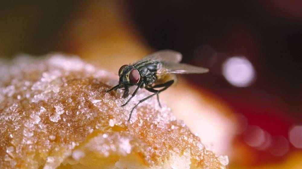 Flies Control